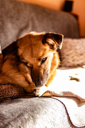 Tender ocher-colored dog.