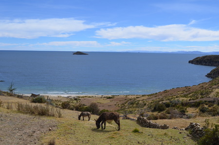 Two donkeys at Titicaca Lake, Boliviaの写真素材