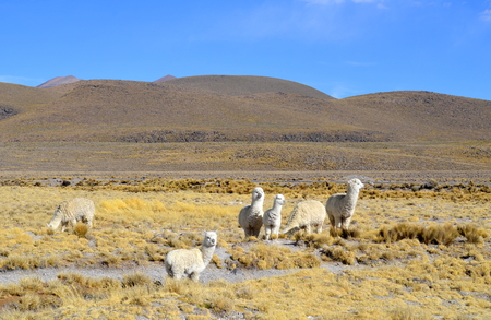 Group of whithe Alpacas in Andes Mountains, Peruの写真素材