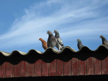 Pigeons の写真素材