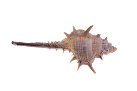 A seashell against white background の写真素材