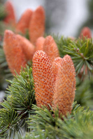 Close up to a fir conesの写真素材
