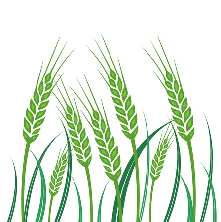 Field of Green Wheat - illustrationのイラスト素材