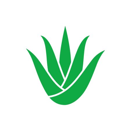 Green aloe vera plant with leavesのイラスト素材