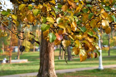 Autumn pear leavesの写真素材