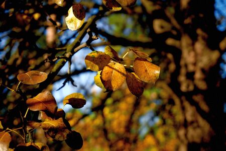 Autumn pear leavesの写真素材