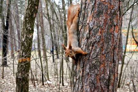 Squirrel on the treeの写真素材