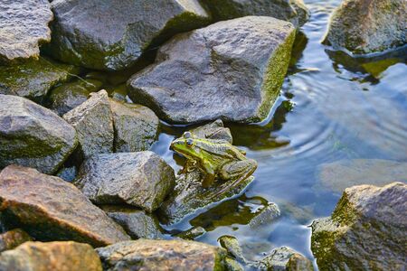 Frog on the stone coastの写真素材