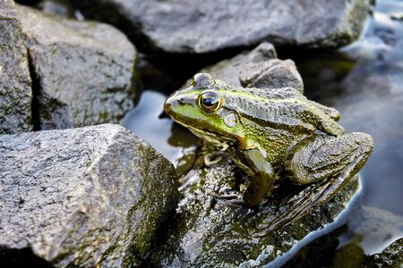 Frog on the stonesの写真素材