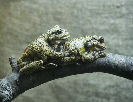 Frog loveの写真素材