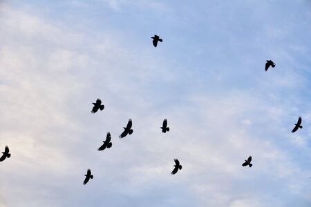 dove in the evening skyの写真素材