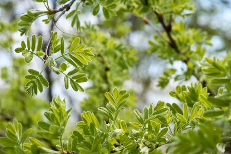 Spring blossoming tree branchesの写真素材