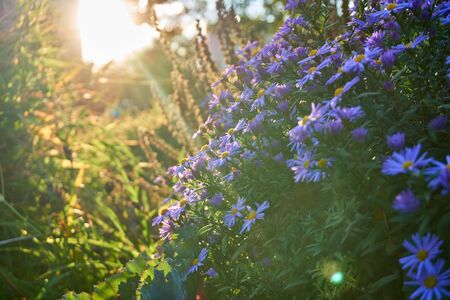 Autumn flower Aster october skies in sunny dayの写真素材