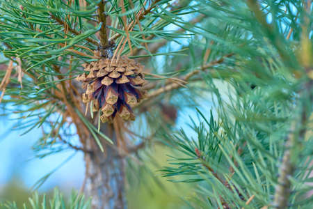 Beautiful pine cone on a green tree.の写真素材