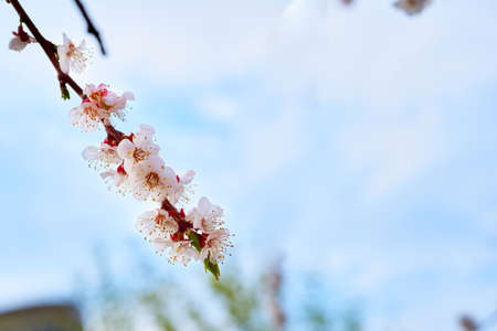 Beautiful red spring flowers against the blue sky.