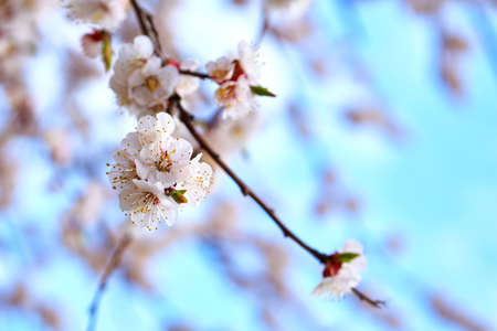 Beautiful red spring flowers against the blue sky.