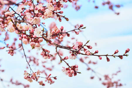 Beautiful red spring flowers against the blue sky.の写真素材