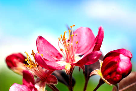 Bright pink flowers macro and skyの写真素材