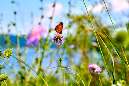 Butterfly flowers and riverの写真素材