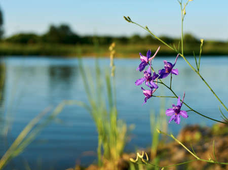 Beautiful purple flower by the blue lakeの写真素材