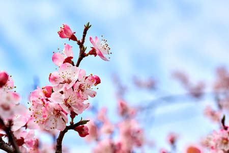 Beautiful red spring flowers against the blue sky.の写真素材