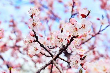 Beautiful red spring flowers against the blue sky.の写真素材