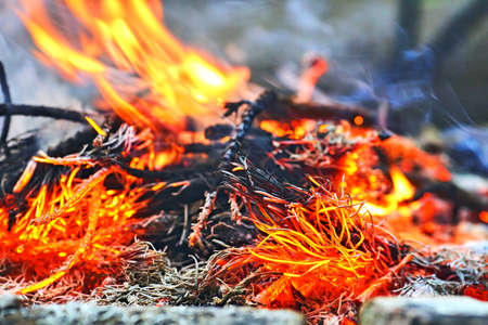 Fire in the forest burning pine branchesの写真素材