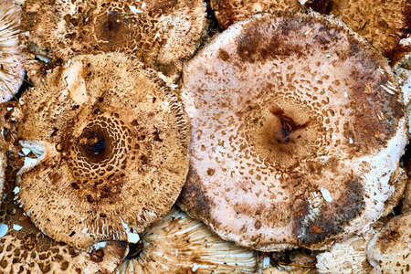 Edible mushrooms Macrolepiota procera for making delicious mealsの写真素材