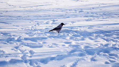 Lonely crow in winter snow drifts on a sunny dayの写真素材