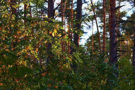 Branches of trees in early autumn in the rays of the setting sunの写真素材