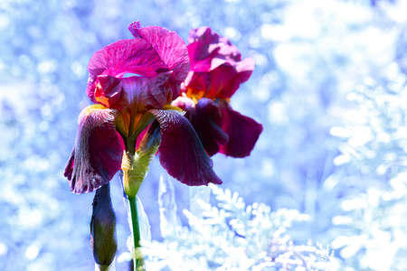 Purple pink gladiolus and winter ice landscapeの写真素材