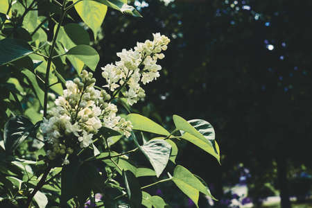 Lovely branches of spring lilac with green leavesの写真素材