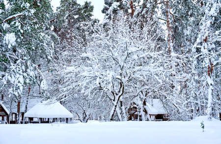 Tree, lawn, small houses and winter forest on a frosty dayの写真素材