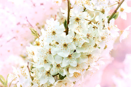 Beautiful white spring flowers on a pink background
