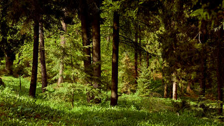 Fabulous green forest thicket with firs and lush grass
