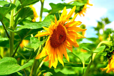 Blooming sunflower in an agricultural field.Green yellow and blue.