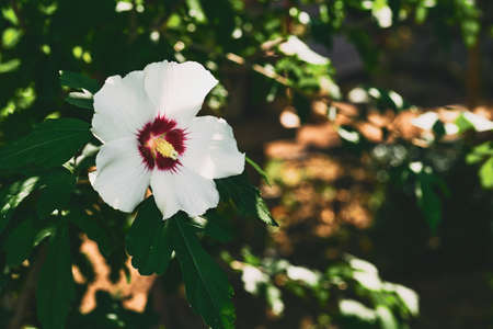 White rosehip flower in a sunbeam among green foliageの写真素材
