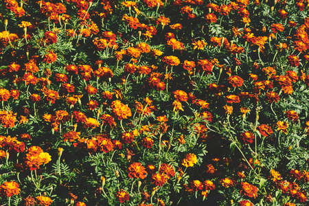 Spring summer bright orange red marigold carpet