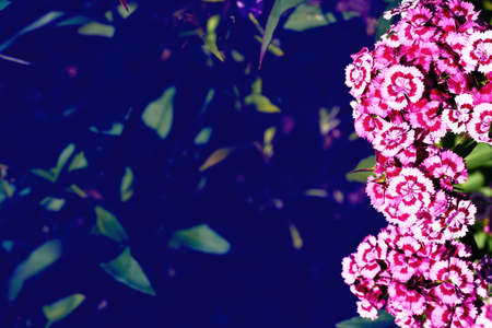 Pink white bright wild carnation and space for text on dark juicy greenery