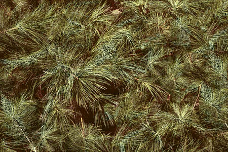 Christmas trees.Lots of green spruce branches with small cones.