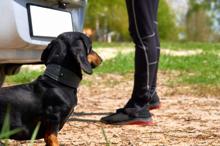 Faithful dachshund dog at the feet of his mistress takes things out of the carの写真素材