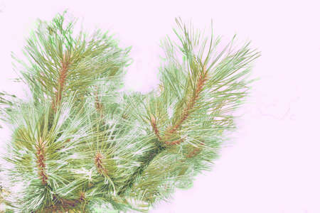Christmas trees Spruce tree branch for New Year holiday card.