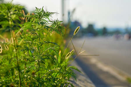 Roadside bright juicy grass on the side of the road
