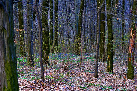 Fresh spring forest with leaves beginning to bloomの写真素材