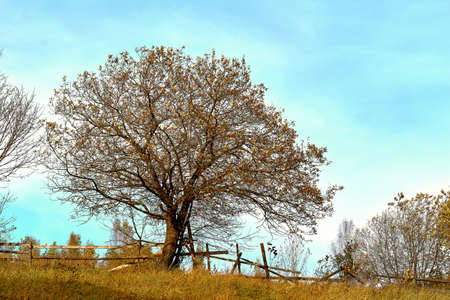 Warm October. A large tree with yellowed leaves and an old wooden fence