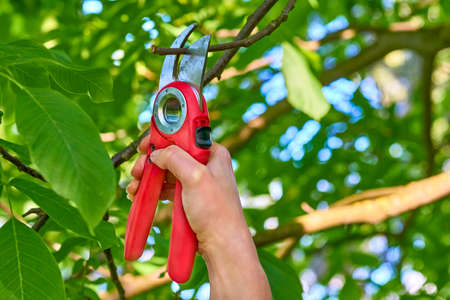 Garden care. Trimming with scissors secateurs extra branches on a fruit tree.