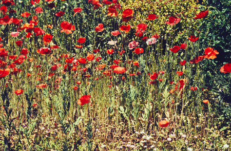 Sunny summer meadow with many red scarlet tender poppiesの写真素材