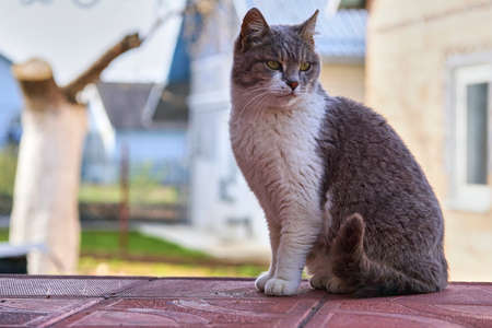 Serious gray cat. Protector of the house from mice and evil spirits. isolatedの写真素材
