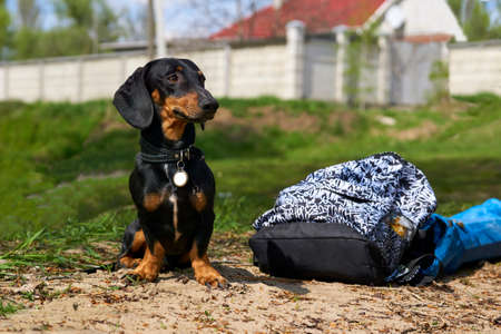 Nice guard dog dachshund guards the owners thingsの写真素材