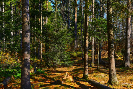 Forest thicket and stump on a warm bright day